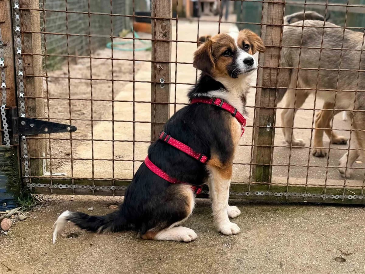 Eva, female Mixed Breed for adoption at Balkanschnauzen und Heimatpfoten e.V.