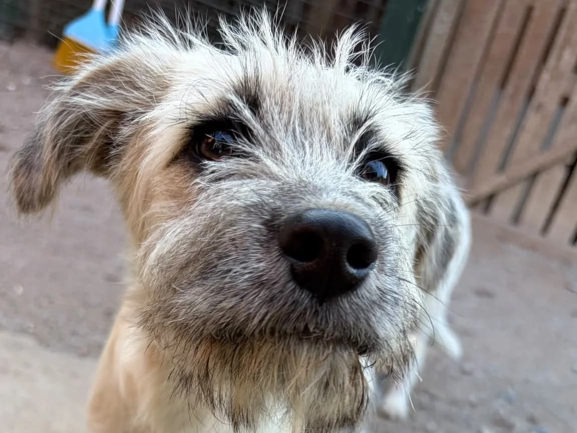 Snorre, male Mixed Breed for adoption at Balkanschnauzen und Heimatpfoten e.V.