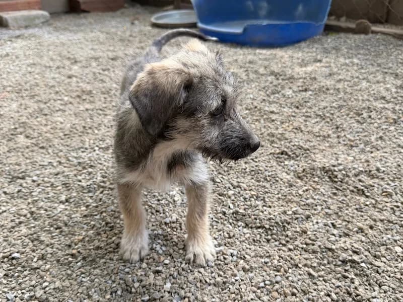 Stine, female Mixed Breed for adoption at Balkanschnauzen und Heimatpfoten e.V.