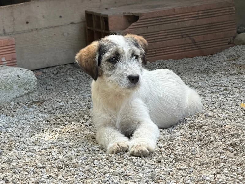 Smilla, female Mixed Breed for adoption at Balkanschnauzen und Heimatpfoten e.V.