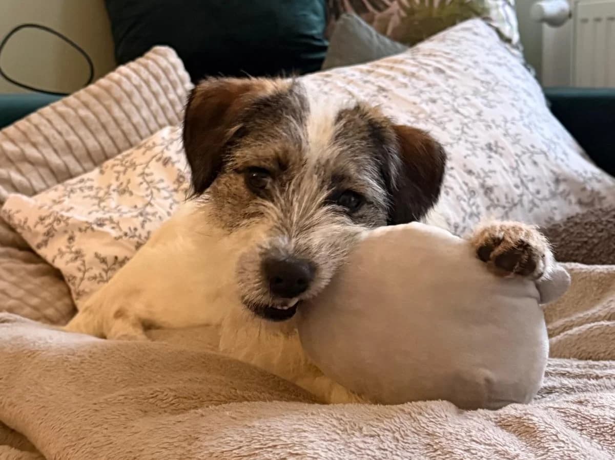 Smilla, female Mixed Breed for adoption at Balkanschnauzen und Heimatpfoten e.V.