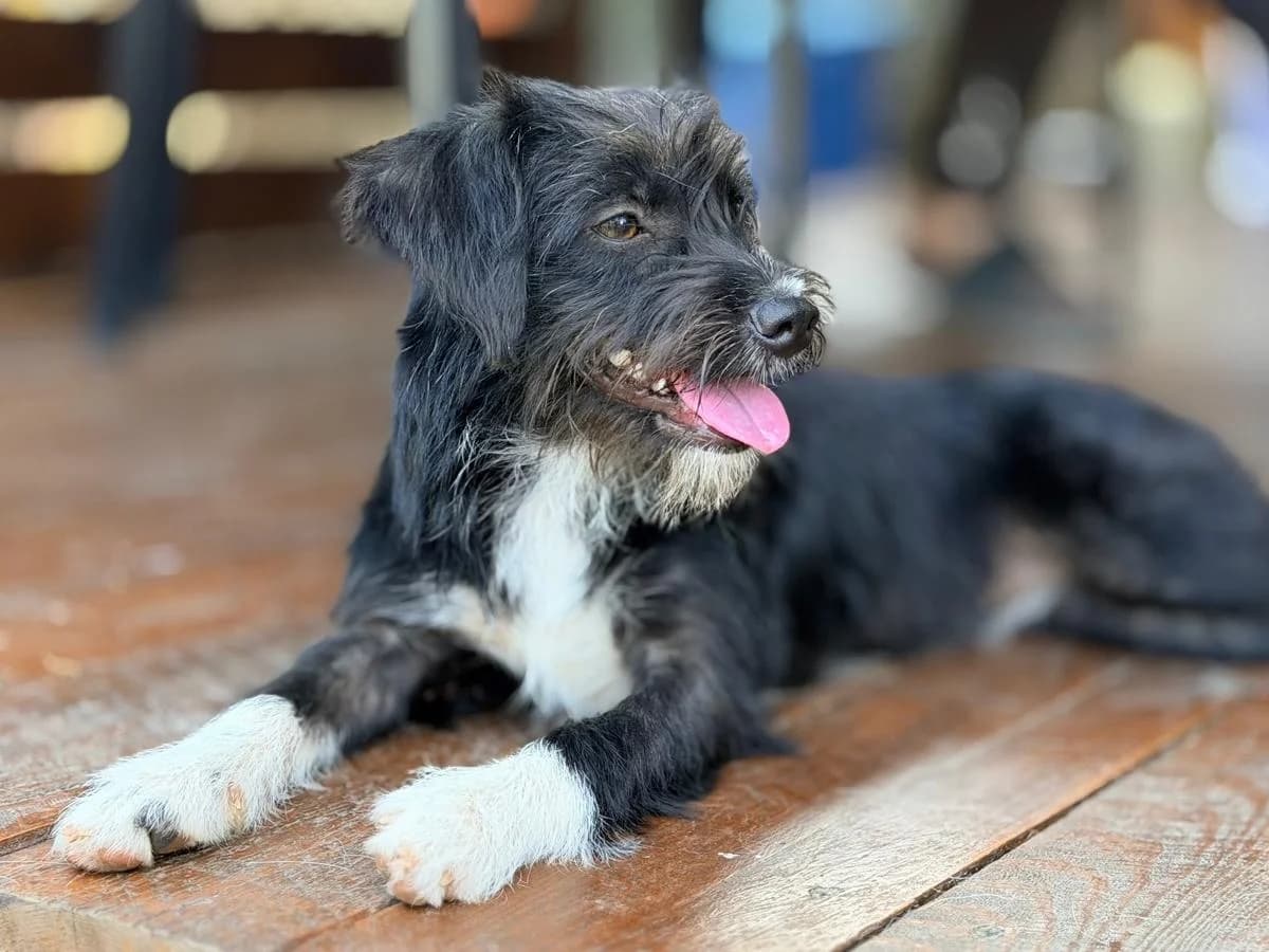 Peppa, female Mixed Breed for adoption at Balkanschnauzen und Heimatpfoten e.V.