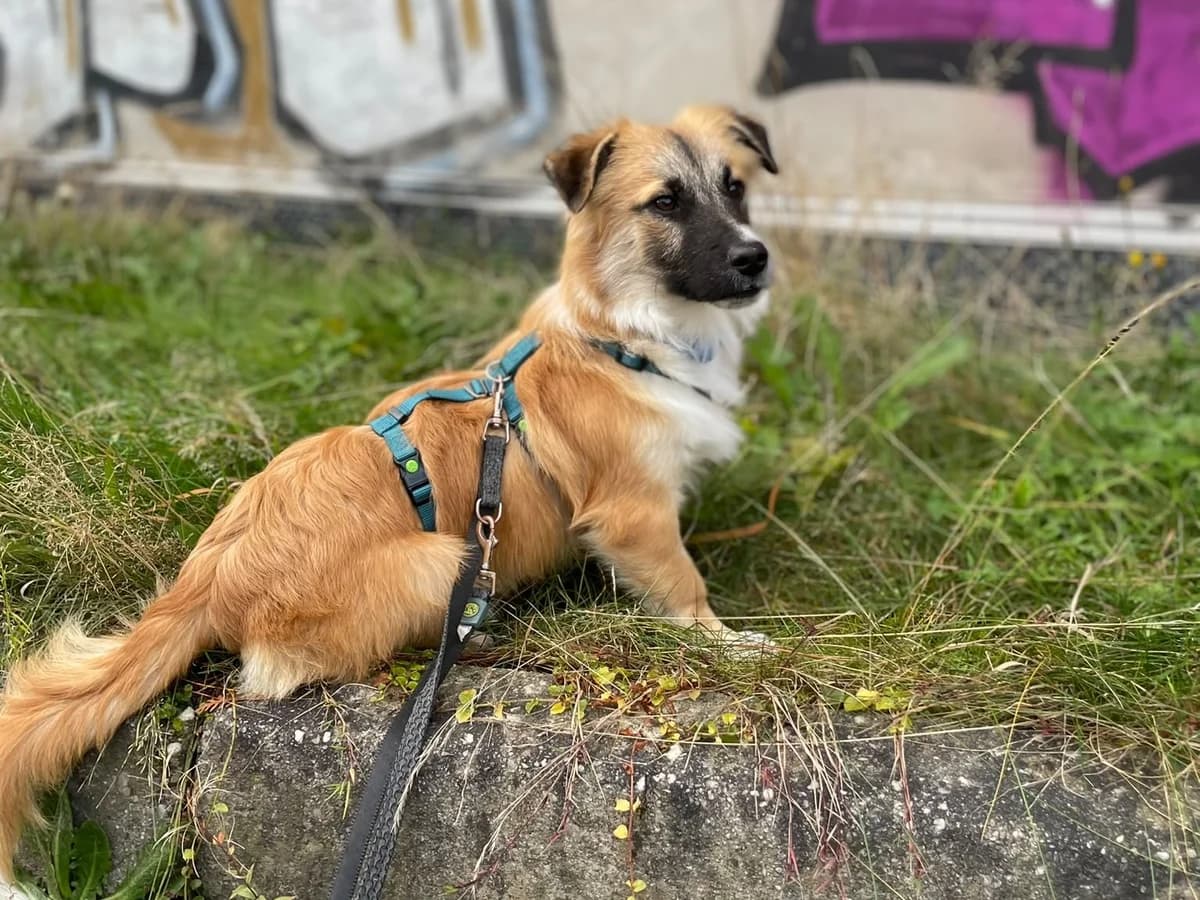 Janosch, male Mixed Breed for adoption at Balkanschnauzen und Heimatpfoten e.V.