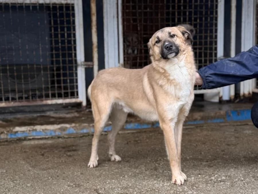 Billy, male puppy Mixed Breed for adoption at Balkanschnauzen und Heimatpfoten e.V.