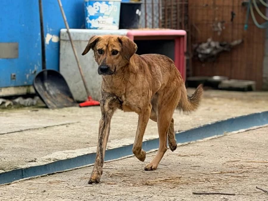 Mattheo, male Mixed Breed for adoption at Balkanschnauzen und Heimatpfoten e.V.