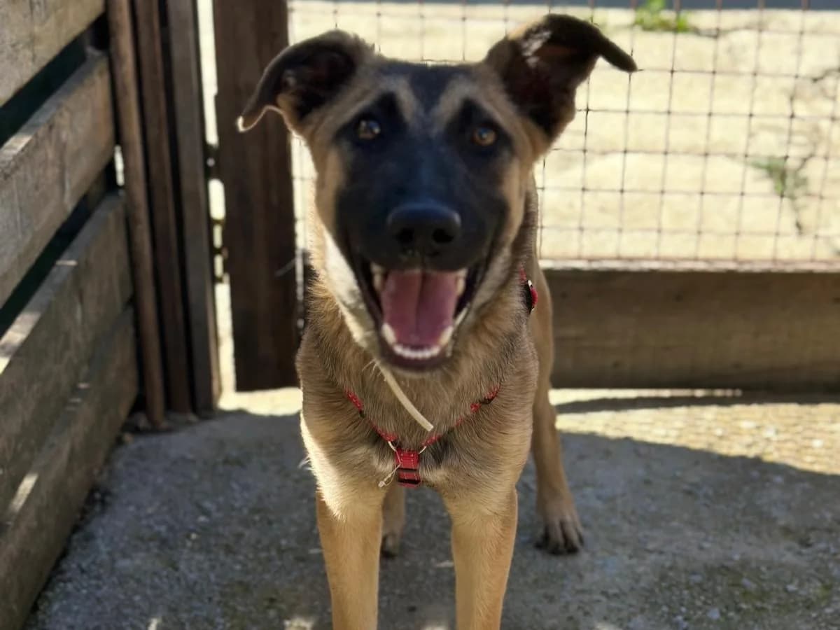 Lana, female Mixed Breed for adoption at Balkanschnauzen und Heimatpfoten e.V.