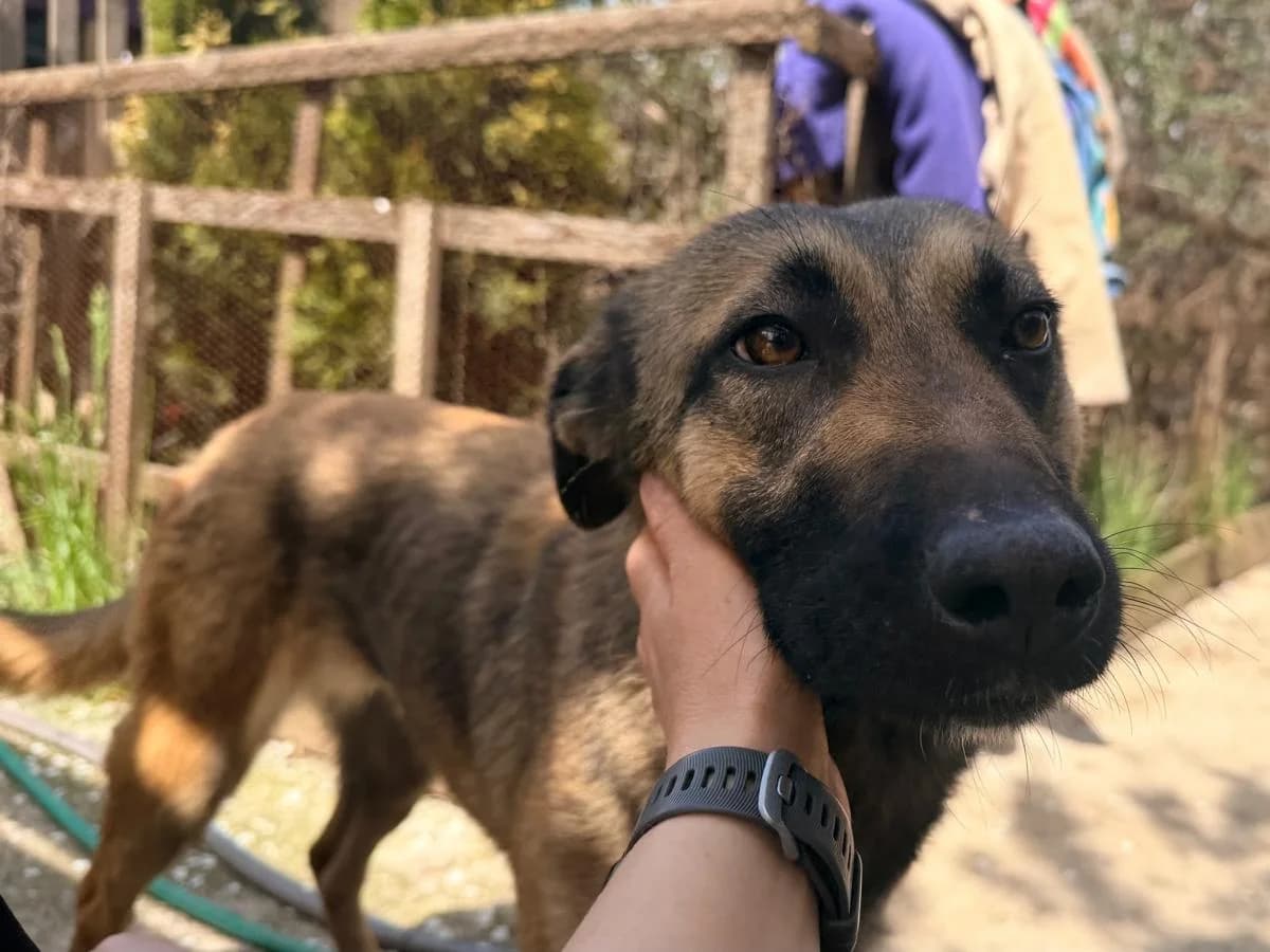 Lana, female Mixed Breed for adoption at Balkanschnauzen und Heimatpfoten e.V.