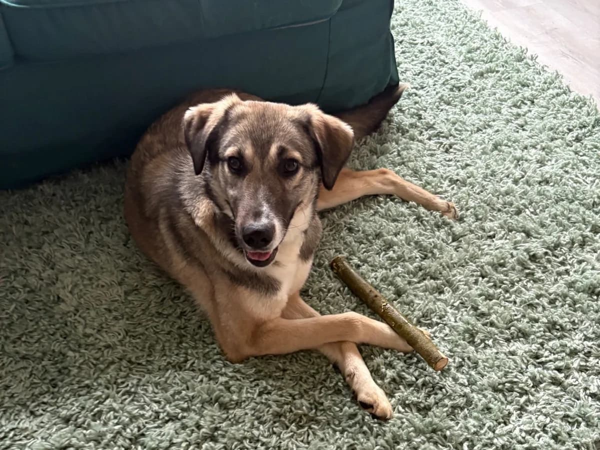 Dua, female Mixed Breed for adoption at Balkanschnauzen und Heimatpfoten e.V.