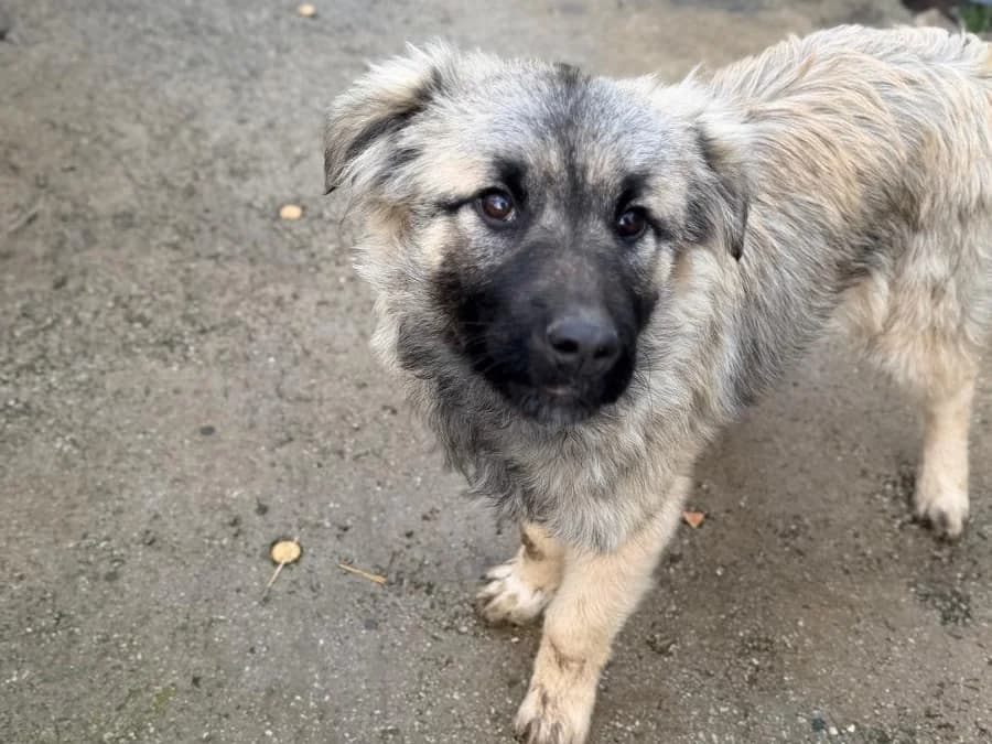 Floh, male Mixed Breed for adoption at Balkanschnauzen und Heimatpfoten e.V.