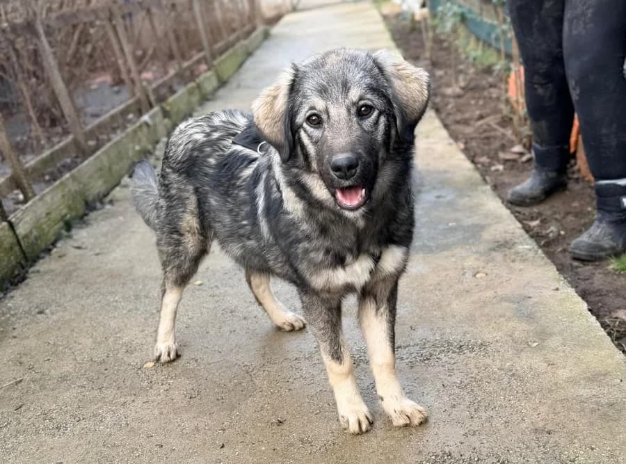 Kiwi, female Mixed Breed for adoption at Balkanschnauzen und Heimatpfoten e.V.