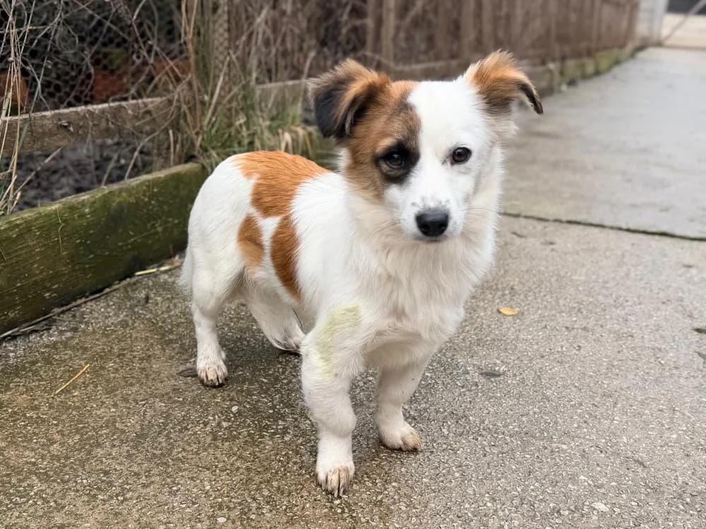Lilli, female Mixed Breed for adoption at Balkanschnauzen und Heimatpfoten e.V.