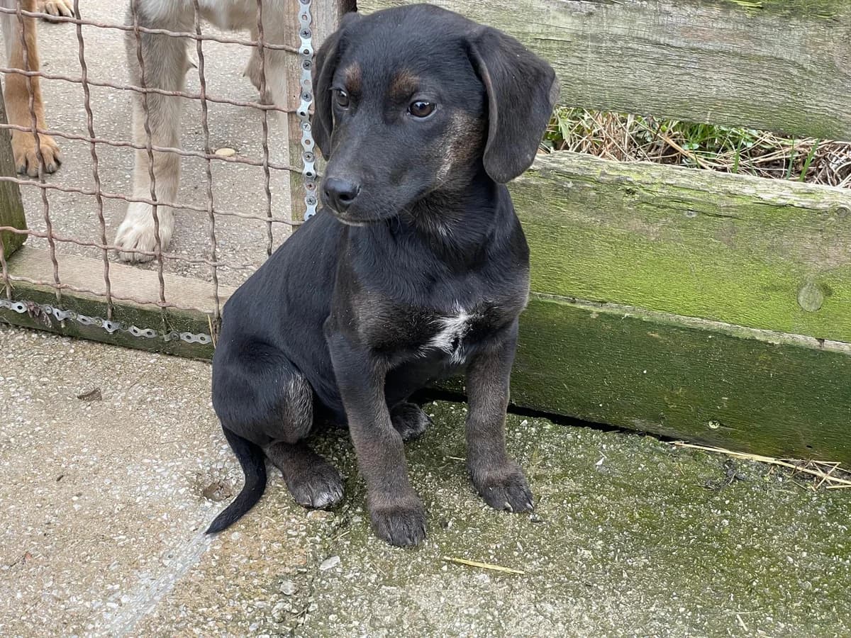 Choci, female Mixed Breed for adoption at Balkanschnauzen und Heimatpfoten e.V.