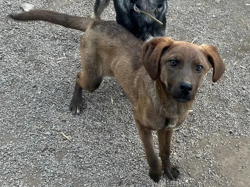 Toffee, female Mixed Breed for adoption at Balkanschnauzen und Heimatpfoten e.V.
