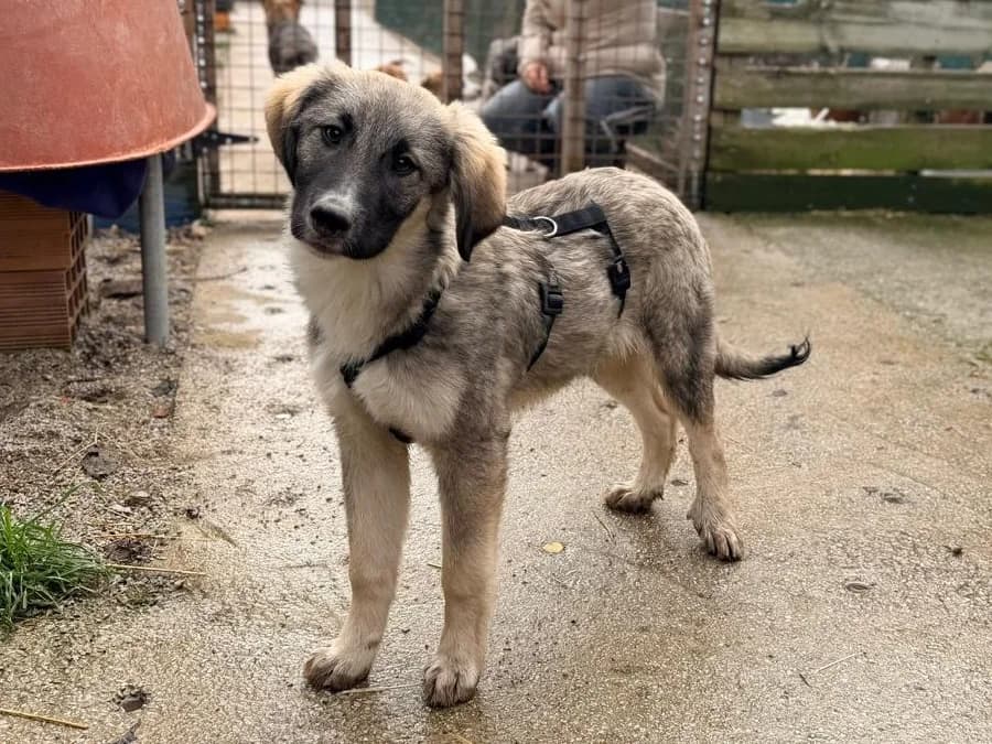 Pelle, male Mixed Breed for adoption at Balkanschnauzen und Heimatpfoten e.V.