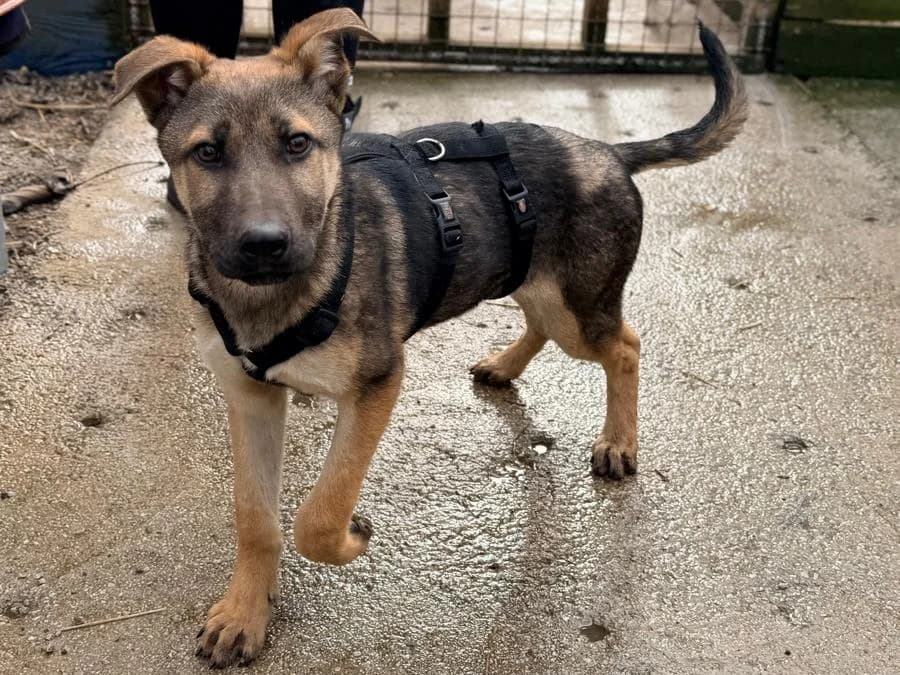 Lucky, male Mixed Breed for adoption at Balkanschnauzen und Heimatpfoten e.V.
