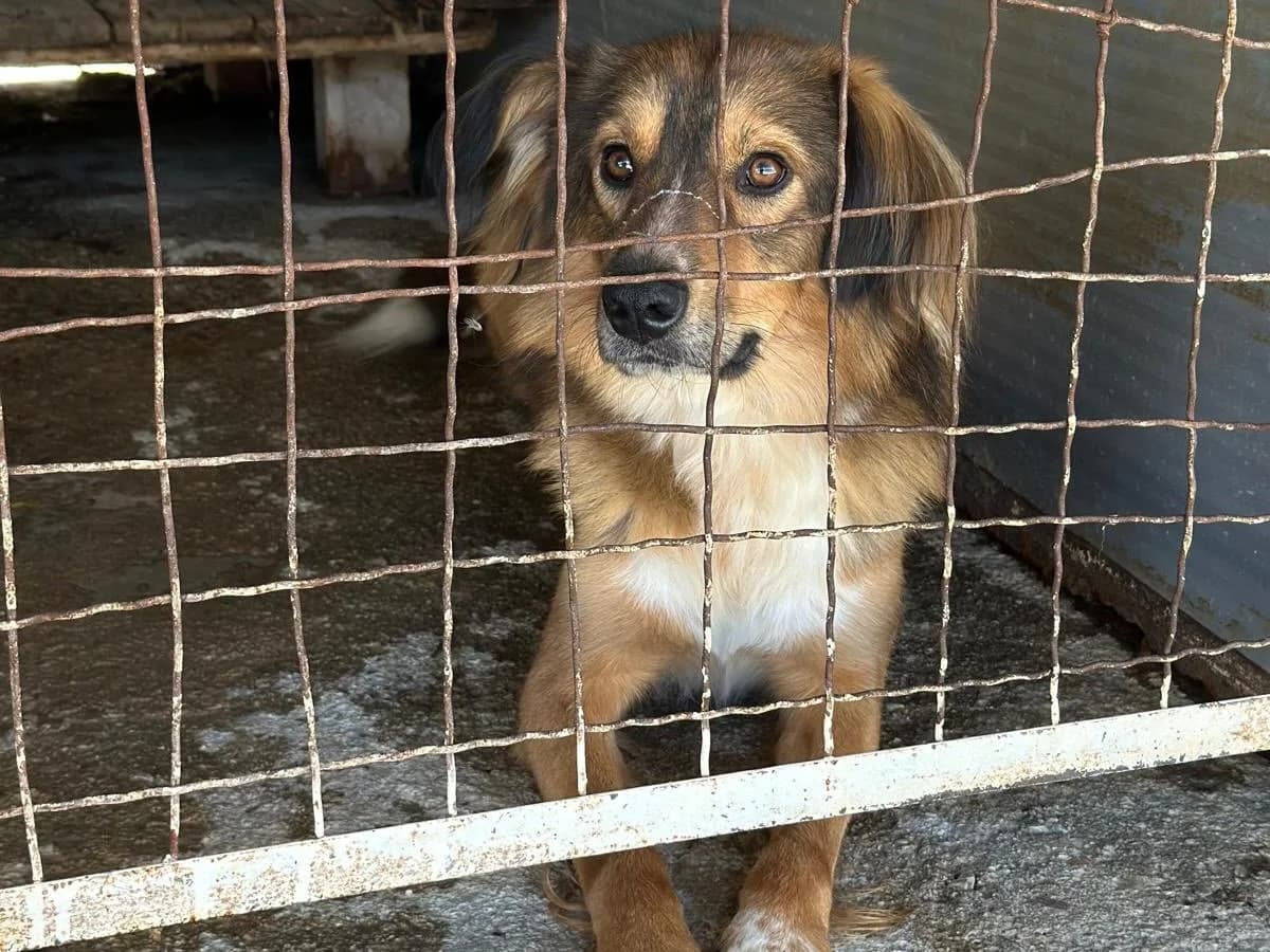 Buddy, male Mixed Breed for adoption at Balkanschnauzen und Heimatpfoten e.V.