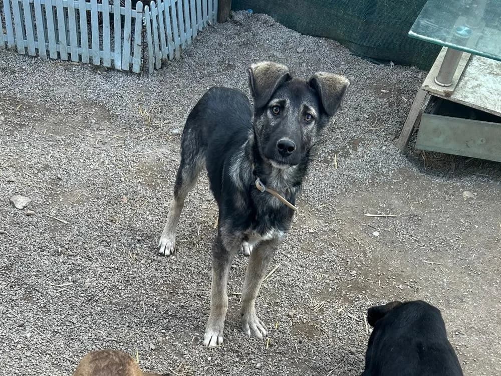 Tomi, male Mixed Breed for adoption at Balkanschnauzen und Heimatpfoten e.V.
