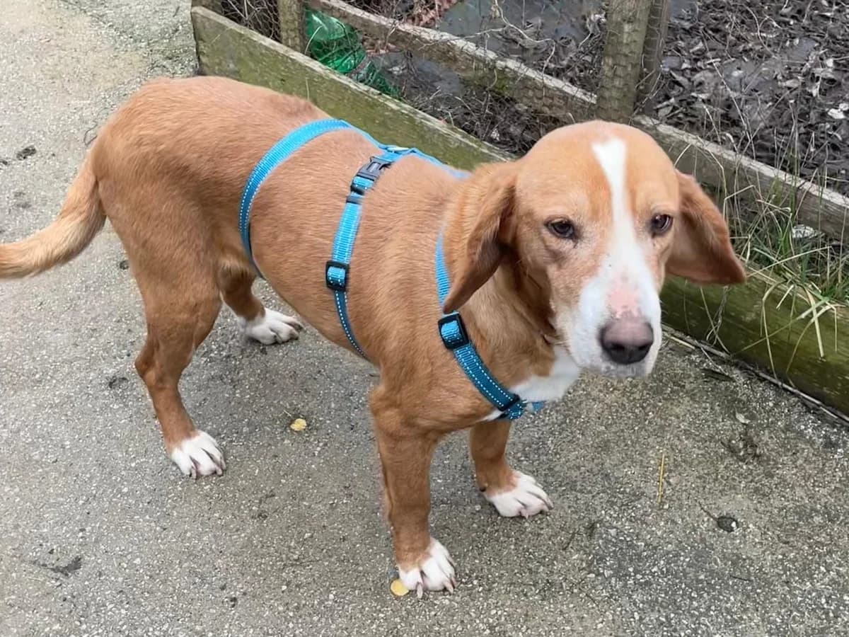 DΓΆrthe, female Mixed Breed for adoption at Balkanschnauzen und Heimatpfoten e.V.