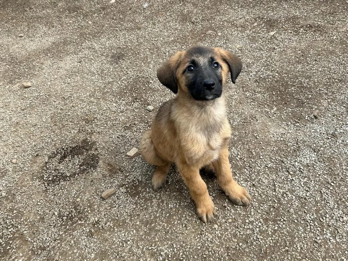 Jarah, female Mixed Breed for adoption at Balkanschnauzen und Heimatpfoten e.V.