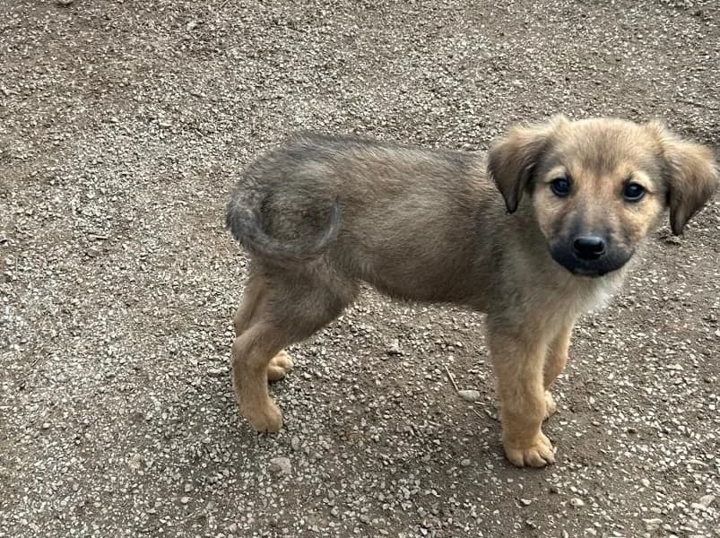 Karl, male Mixed Breed for adoption at Balkanschnauzen und Heimatpfoten e.V.
