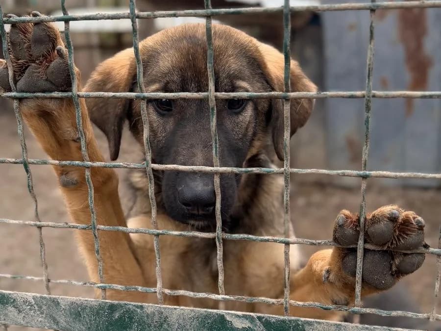 Gina, female Mixed Breed for adoption at Balkanschnauzen und Heimatpfoten e.V.