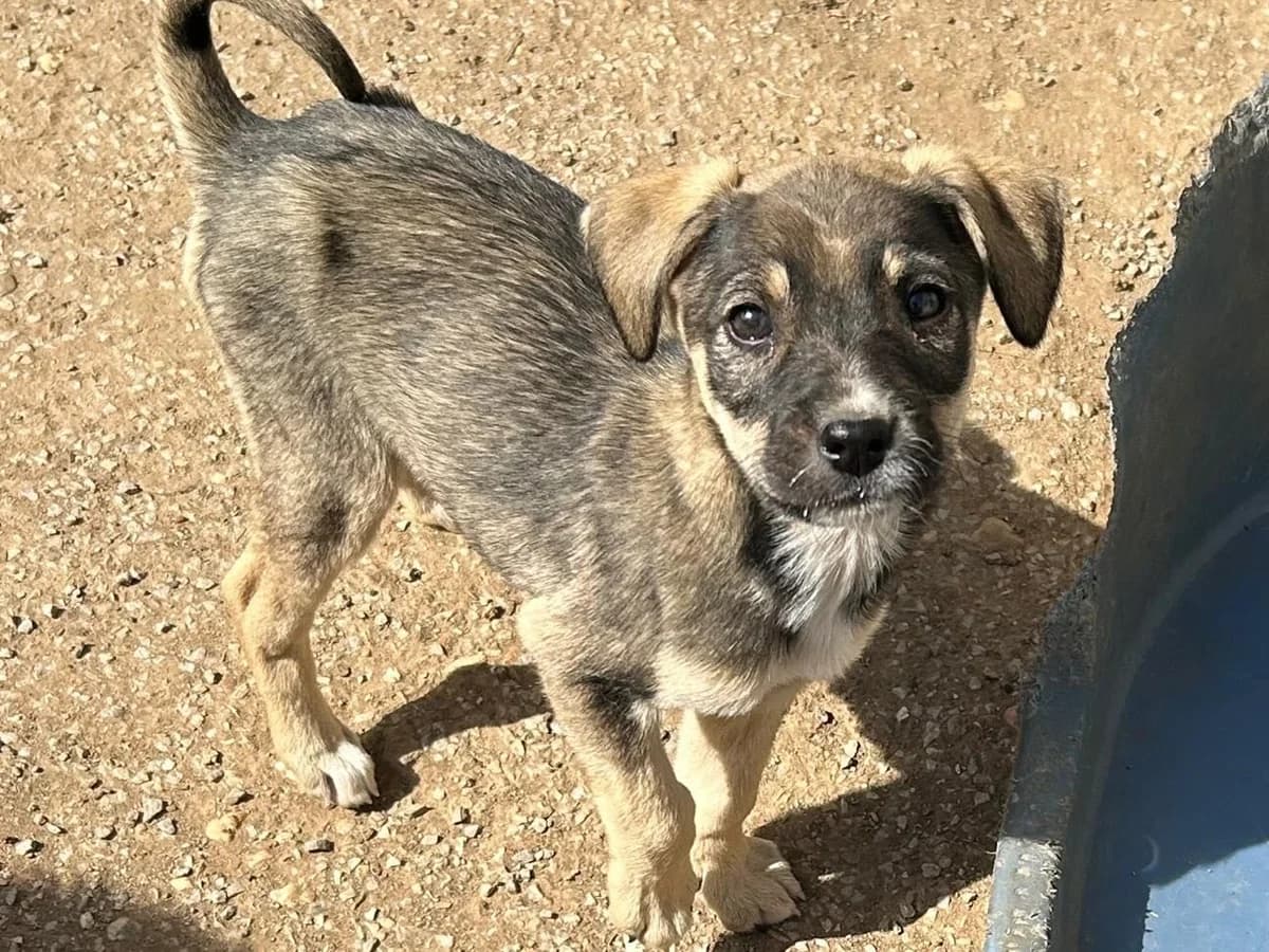 Tipsi, female Mixed Breed for adoption at Balkanschnauzen und Heimatpfoten e.V.