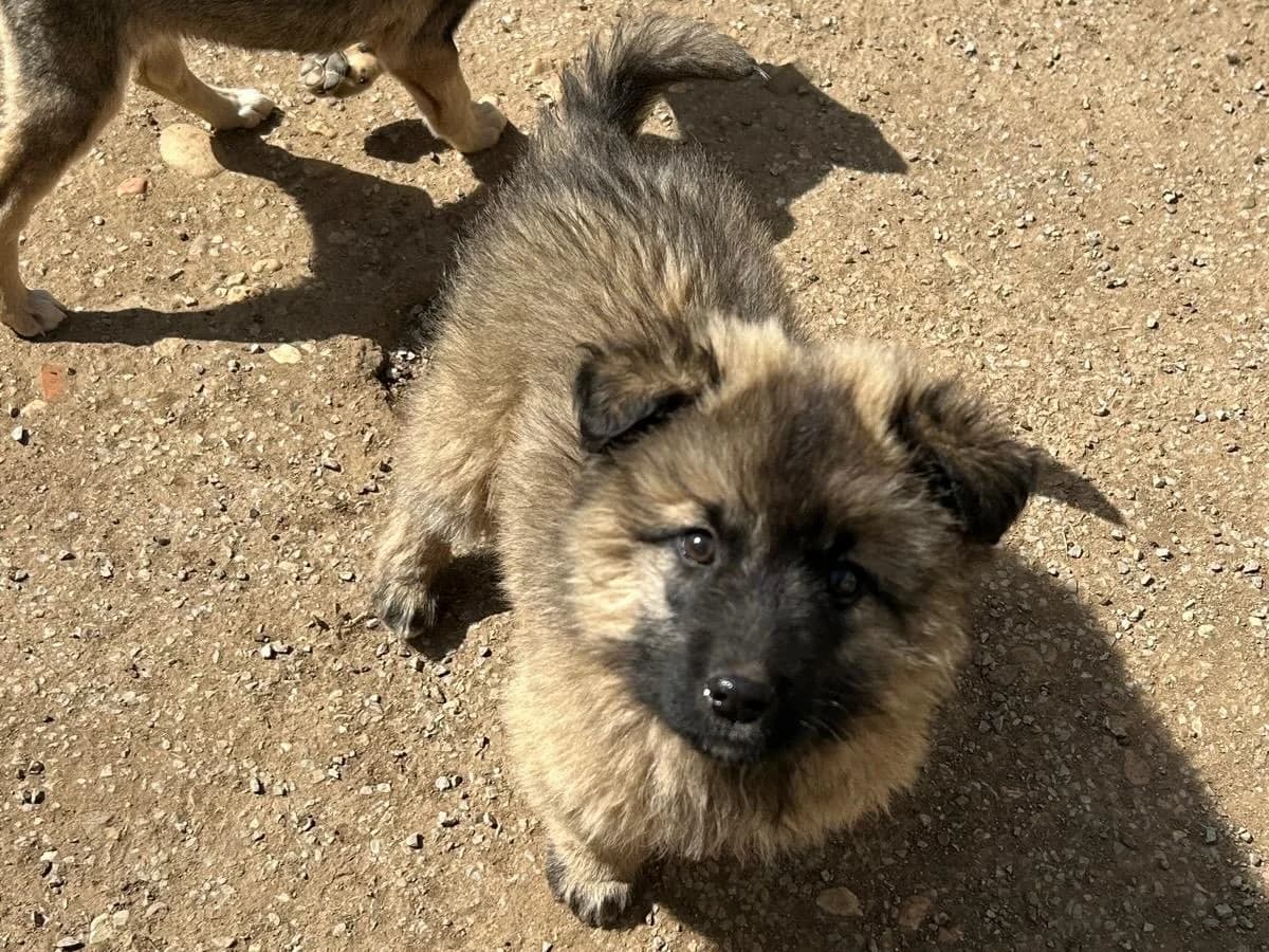 Kurt, male Mixed Breed for adoption at Balkanschnauzen und Heimatpfoten e.V.