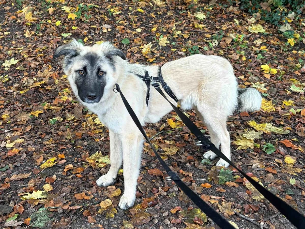 Kurt, male Mixed Breed for adoption at Balkanschnauzen und Heimatpfoten e.V.