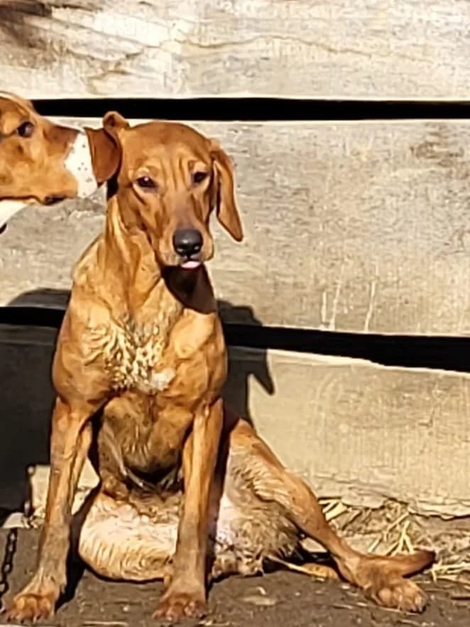 Tayo, male Mixed Breed for adoption at Bella, Lauter-Bernsbach (Saxony)