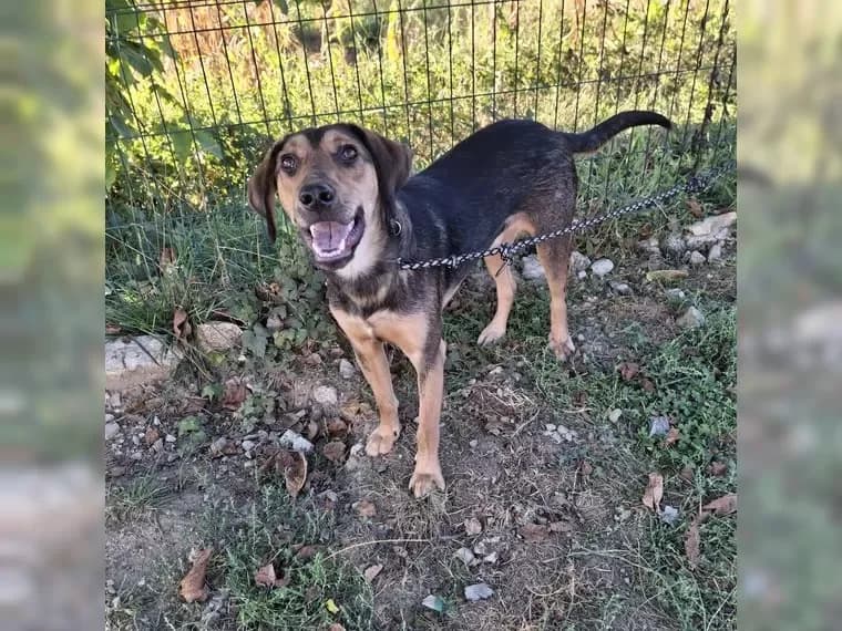 Nikki, male Mixed Breed for adoption at Bella, Lauter-Bernsbach (Saxony)
