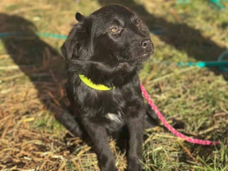 Nelli, female Mixed Breed for adoption at Bella, Lauter-Bernsbach (Saxony)