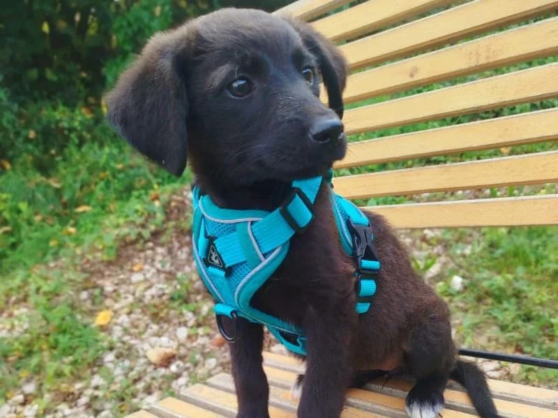 Holly, female Mixed Breed for adoption at Bella, Lauter-Bernsbach (Saxony)