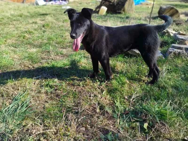 Holly, female Mixed Breed for adoption at Bella, Lauter-Bernsbach (Saxony)