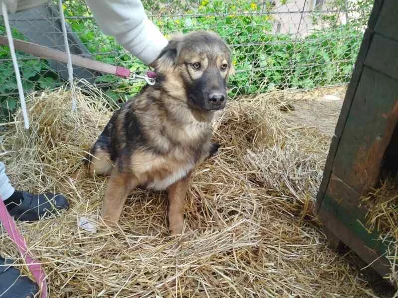 Cäsar, male Mixed Breed for adoption at Bella, Lauter-Bernsbach (Saxony)