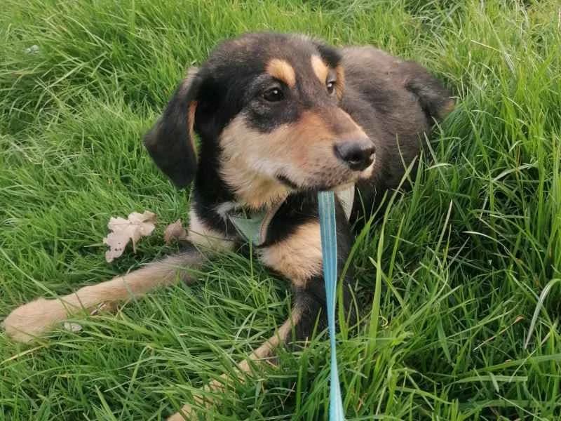 Olaf, male puppy Mixed Breed for adoption at Bella, Lauter-Bernsbach (Saxony)