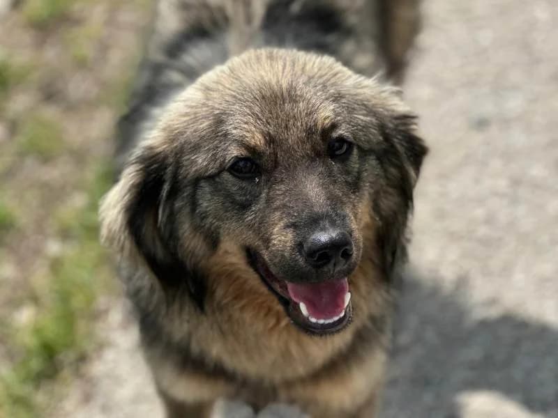 Zina, female Mixed Breed for adoption at Bella, Lauter-Bernsbach (Saxony)