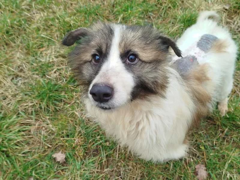 Lucky2, male Mixed Breed for adoption at Bella, Lauter-Bernsbach (Saxony)