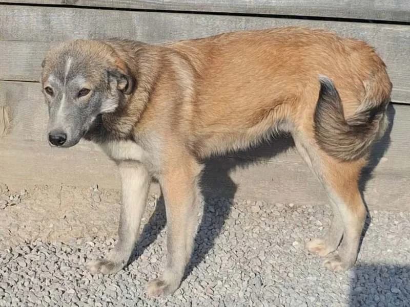 Aga, male Mixed Breed for adoption at Bella, Lauter-Bernsbach (Saxony)