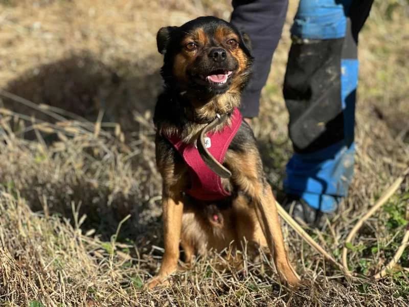 Manni (bereits in Deutschland), male Mixed Breed for adoption at Bella, Lauter-Bernsbach (Saxony)
