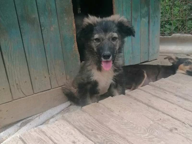 Denja, female puppy Mixed Breed for adoption at Bella, Lauter-Bernsbach (Saxony)