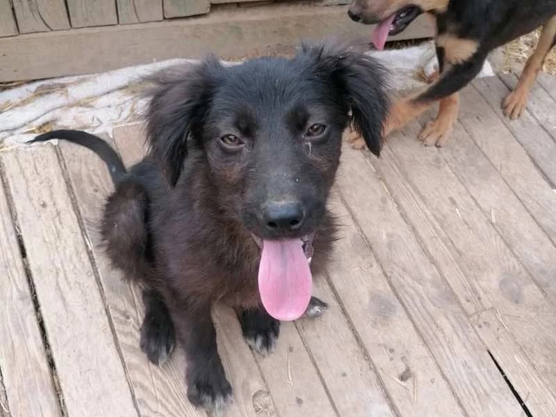 Asha II, female puppy Mixed Breed for adoption at Bella, Lauter-Bernsbach (Saxony)