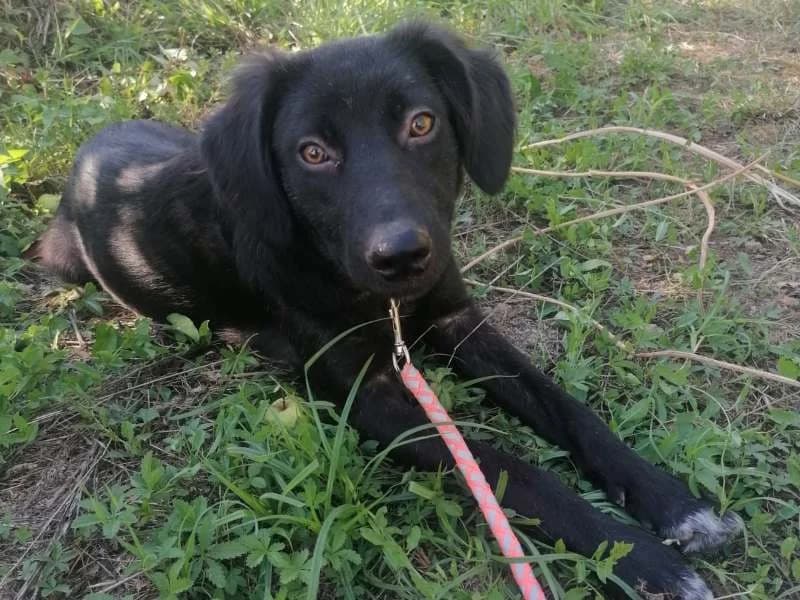 Asha II, female puppy Mixed Breed for adoption at Bella, Lauter-Bernsbach (Saxony)