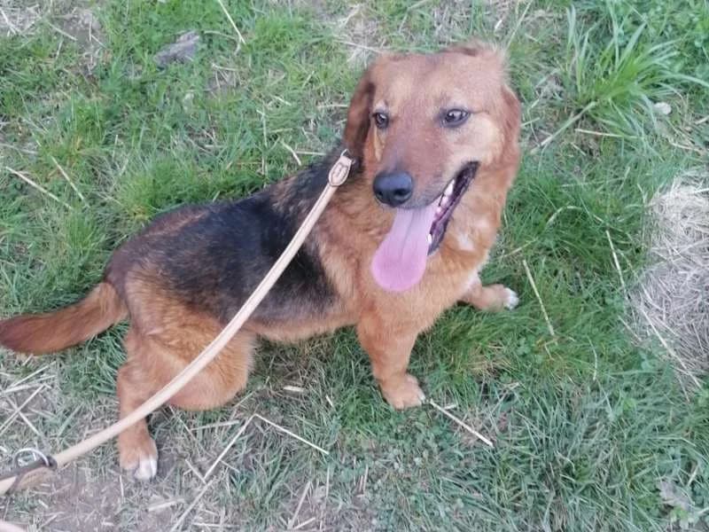 Anci, female Mixed Breed for adoption at Bella, Lauter-Bernsbach (Saxony)