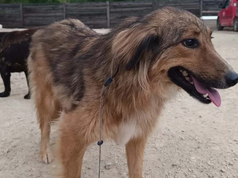 Coco, female Mixed Breed for adoption at Bella, Lauter-Bernsbach (Saxony)