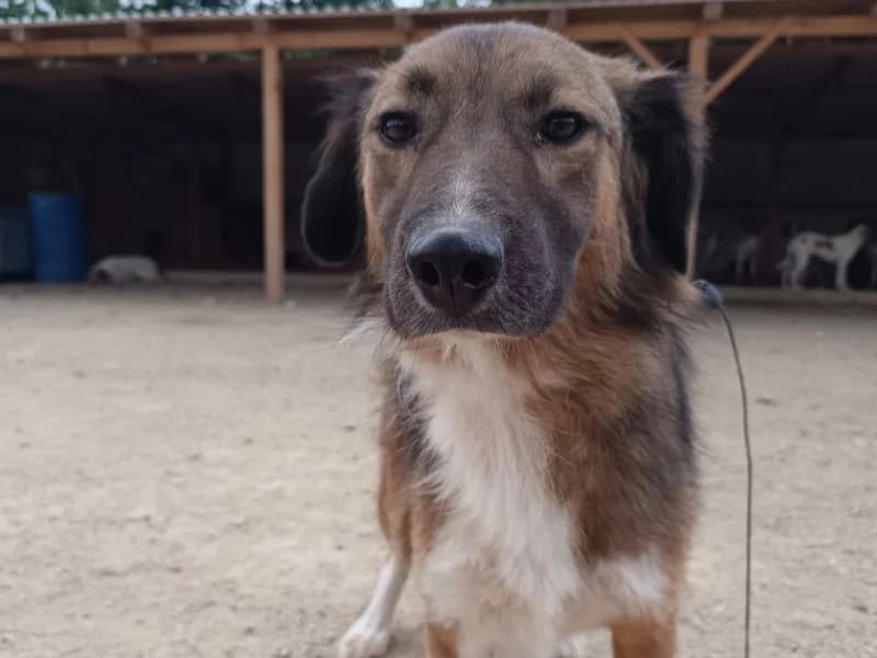 Carlo, male Mixed Breed for adoption at Bella, Lauter-Bernsbach (Saxony)