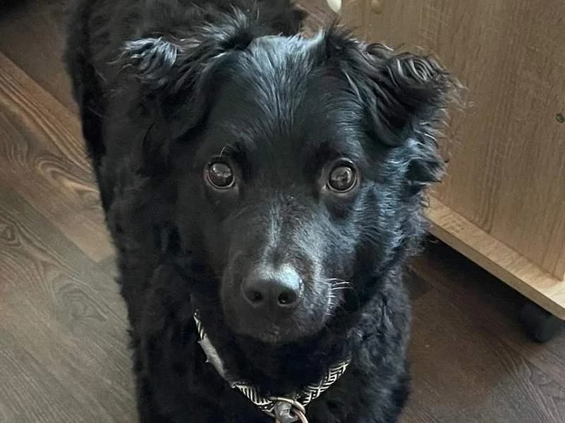 Bruno (bereits in Deutschland), male Mixed Breed for adoption at Bella, Lauter-Bernsbach (Saxony)