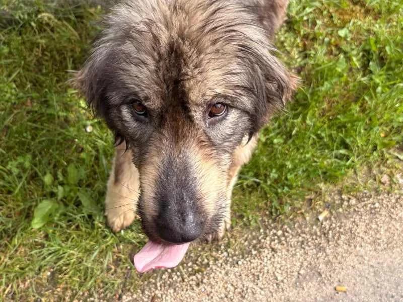 Gisela, female Mixed Breed for adoption at Bella, Lauter-Bernsbach (Saxony)