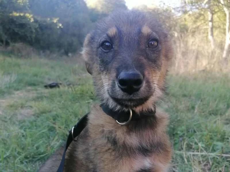 Welpe2, male puppy Mixed Breed for adoption at Bella, Lauter-Bernsbach (Saxony)