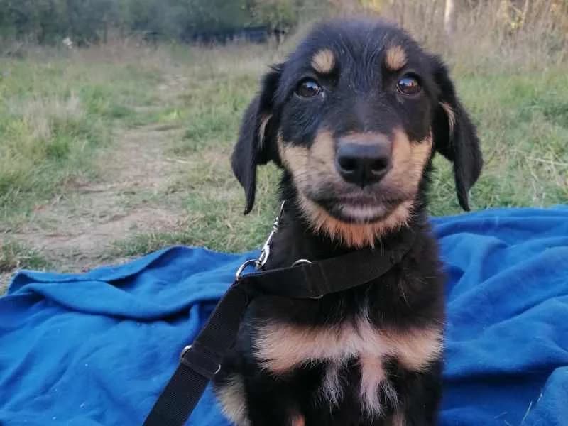 Welpe5, female puppy Mixed Breed for adoption at Bella, Lauter-Bernsbach (Saxony)