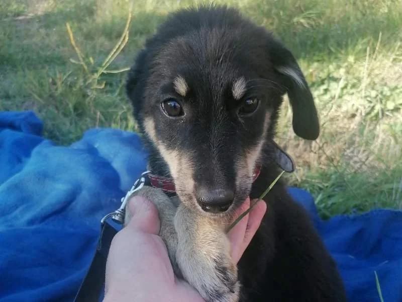 Welpe6, female puppy Mixed Breed for adoption at Bella, Lauter-Bernsbach (Saxony)